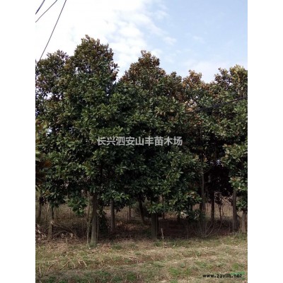 浙江长兴供应6－15精品红枫