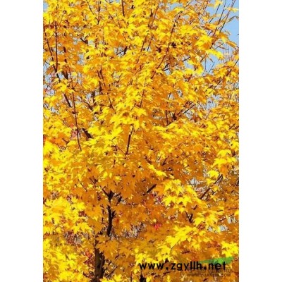 桂花五色彩桂苗红金叶九色彩桂三季红十色彩桂金白红彩叶桂花苗销