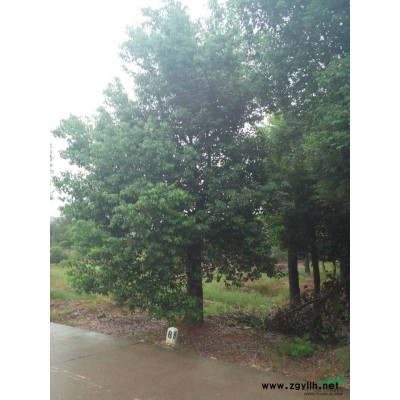 浙江大规格香樟供应，以及出售桂花 石楠  紫薇 无刺构骨