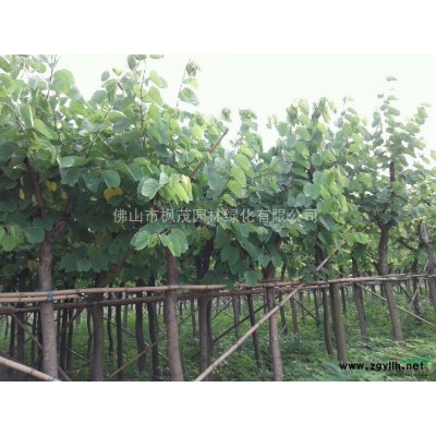 供应5-20公分细叶杜英