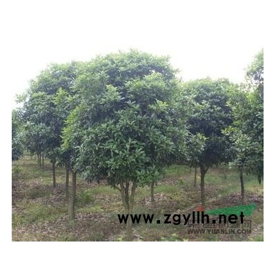 供应桂花苗及精品工程用树。