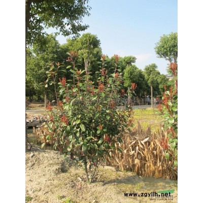 桂花行情报价\桂花图片展示