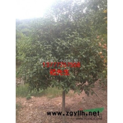 桂花，桂花价格，桂花图片，桂花供应