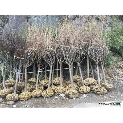 常年可供2—20公分红枫、樱花、羽毛枫、红、白、黄玉兰、桂花