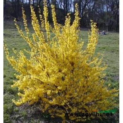 江苏桂花批发/江苏桂花供应/江苏桂花