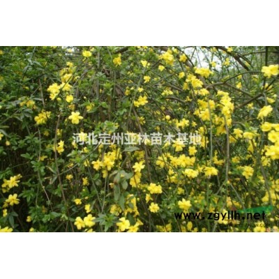 红枫价格 红枫绿化苗木基地