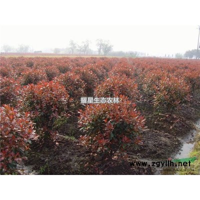 银桂苗 银桂小苗 桂花树苗 九龙桂 柳叶银桂 庭院绿化行道树