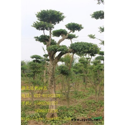 供应30公分高桂花小苗