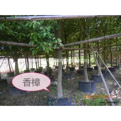 日本红枫：高180-200cm冠60-80-100cm米径4-5cm