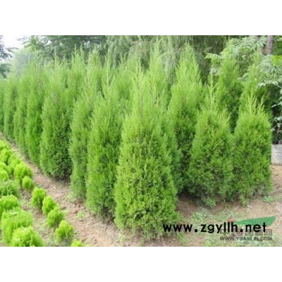 江苏马褂木价格 供应江苏马褂木 出售江苏南京马褂木