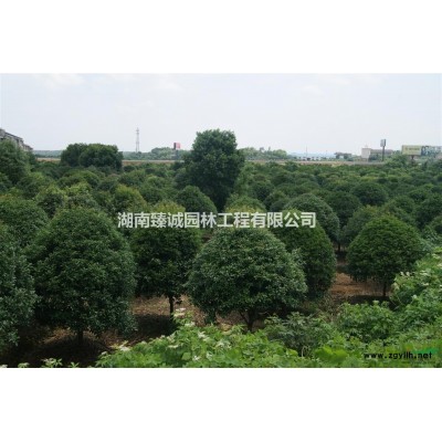 马褂木  马褂木树价格 鹅掌楸供应商