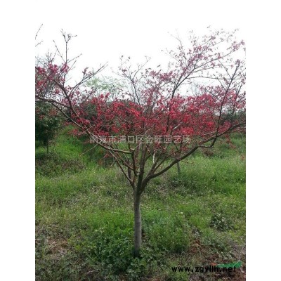 马褂木价格 马褂木报价 红玉兰价格