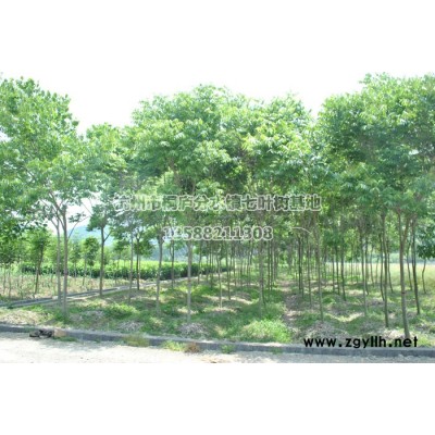 七叶树、合欢、无患籽、马褂木