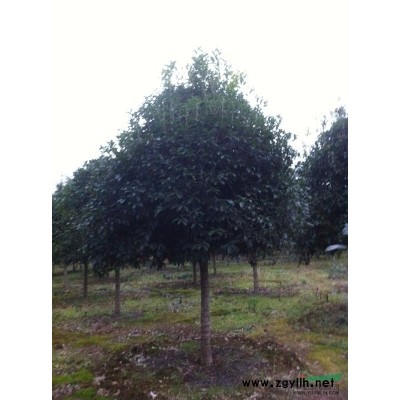 专业供应大小规格桂花树