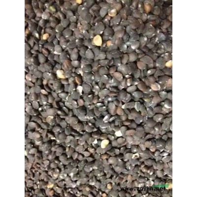 优品“红枫”苗木//“红枫”3-6公分/现货供应/欢迎选购