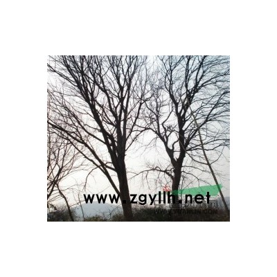 江西马褂木信息