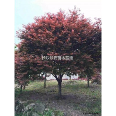 大小规格红枫基地