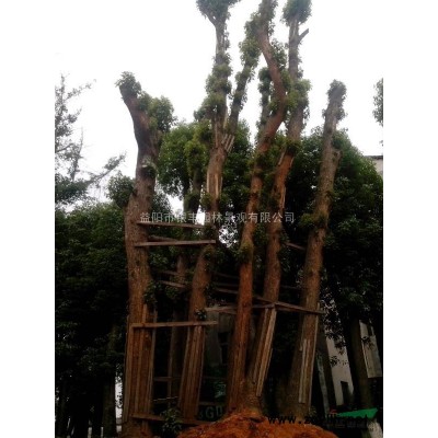 大量供应贵州桂花树