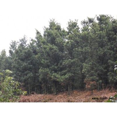 尖叶杜英(山杜英)