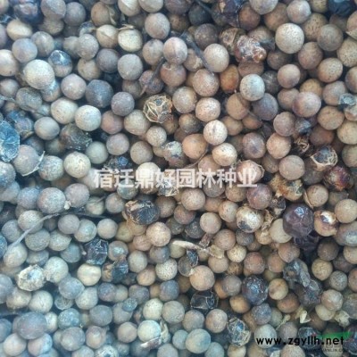 新采桂花种子 丹桂朱砂桂沉香桂八月桂花树种子 包发芽