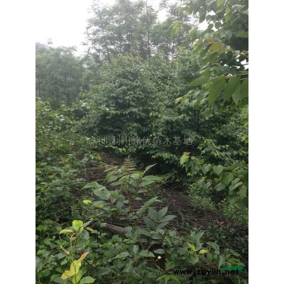 桂花2图片\桂花2报价