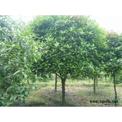 湖南杜英实地拍照 湖南杜英报价