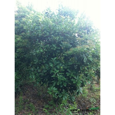 安徽桂花（照片）