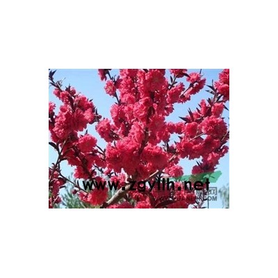 萧山桂花P150-400，无病害，树形美，土球好，苗圃看货起图3