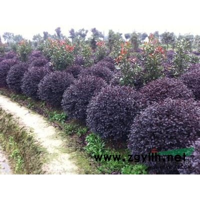 萧山桂花P150-400，无病害，树形美，土球好，苗圃看货起图2