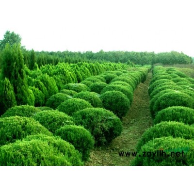 萧山桂花P150-400，无病害，树形美，土球好，苗圃看货起