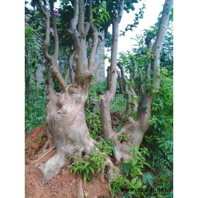 长沙岳麓区桂花紫薇