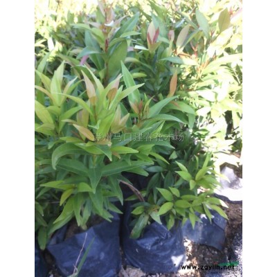 桂花报价/福建桂花报价