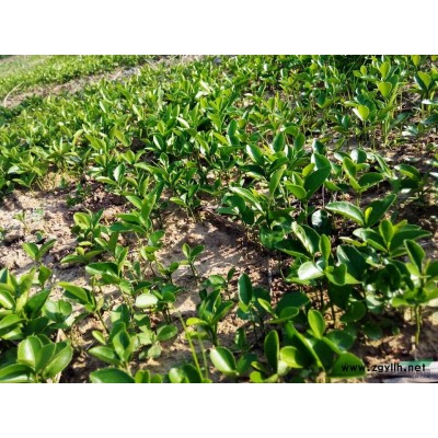 批发出售大量桂花小苗