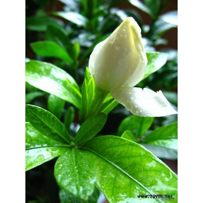 处理 桂花300棵 红叶李50棵无欢子30棵