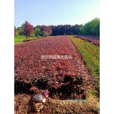陕西日本红枫批发基地-西安景盛苗圃种植日本红枫-周至日本红枫直销