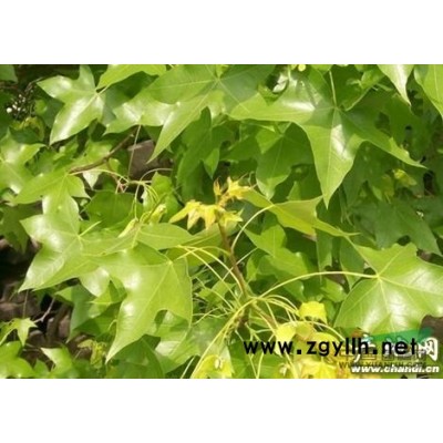 湖北地区供应桂花