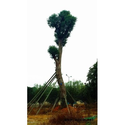 广西长期底价特供90公分以上大香樟 大桂花 大银杏