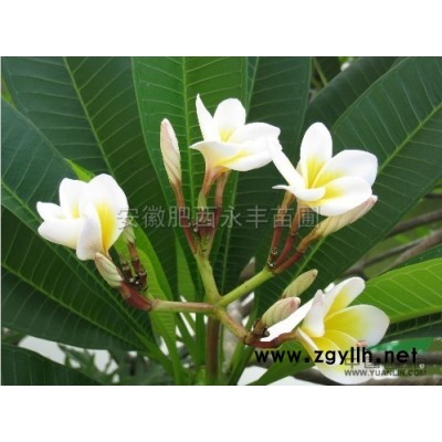 安徽桂花树4供应/安徽桂花树4图片