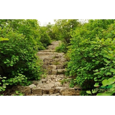 桂花，金桂，桂花图片