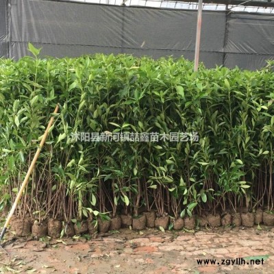 马褂木、杂交马褂木品种多质量好