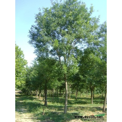 桂花供应/桂花图片