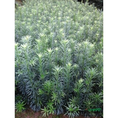 大量供应桂花苗