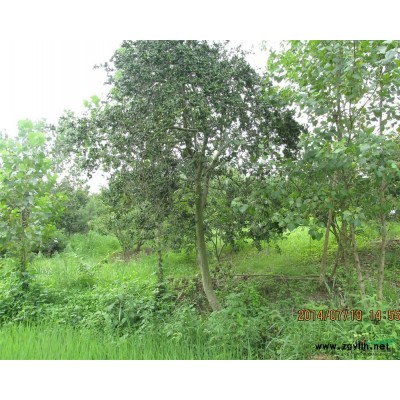 精品桂花，苗木信息