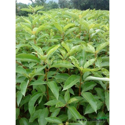 大量供应桂花苗|重庆桂花苗|重庆桂花苗价格|基地直销