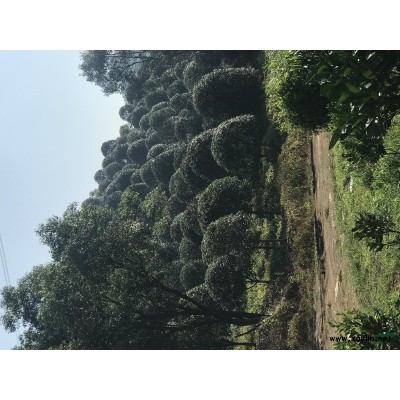 桂林地区大量供应日本红枫3-10公分布袋苗、地苗。