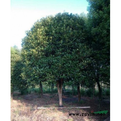 大量供应桂花树、精品桂花树、移栽桂花树、八月桂、金桂、丹桂