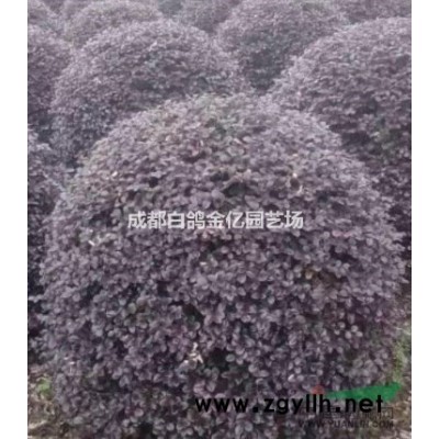 成都地区供应 中国红枫 2-12日本红枫 2-6