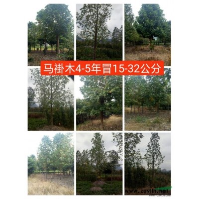 低价供应胡柚树  马褂木  红叶李