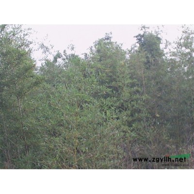 湖北桂花16介绍