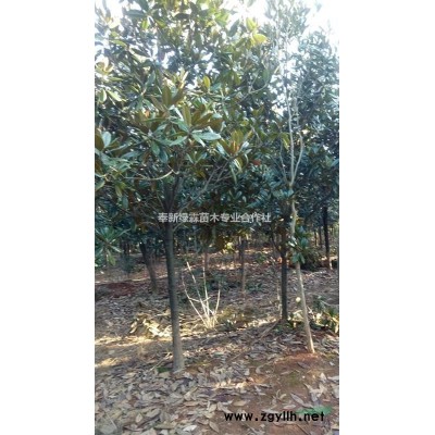 江西红枫基地，红枫观赏价值，江西红枫报价